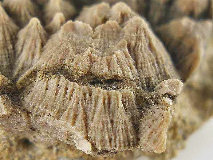Cone-in-cone facies sedimentaires - fossiles jurassique Boulonnais